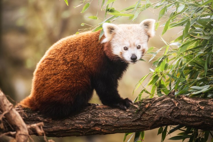 W zoo zamieszkała mała panda ruda. Wkrótce będzie miała towarzysza, Mat. prasowe ZOO Wrocław