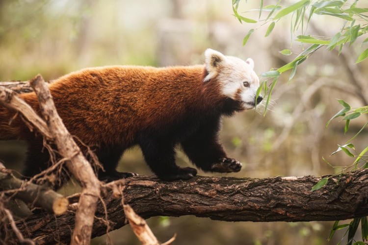 W zoo zamieszkała mała panda ruda. Wkrótce będzie miała towarzysza, Mat. prasowe ZOO Wrocław