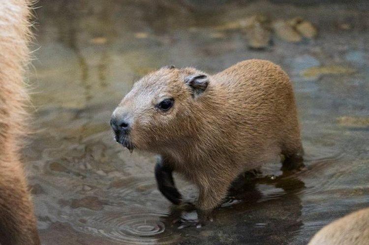 fot. Materiały prasowe/wrocławskie zoo