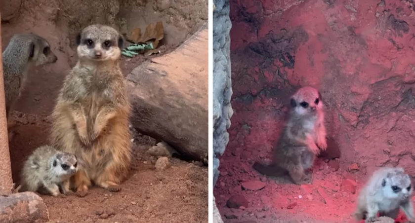 Puszyste i urocze! W zoo we Wrocławiu urodziły się surykatki/ fot. ZOO Wrocław