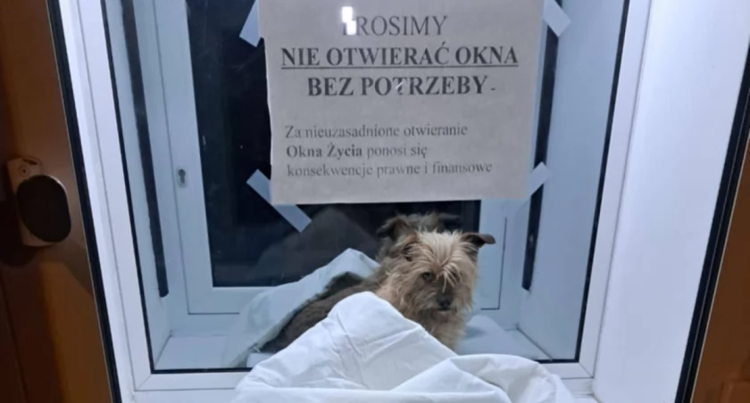 fot. Schronisko dla bezdomnych zwierząt we Wrocławiu