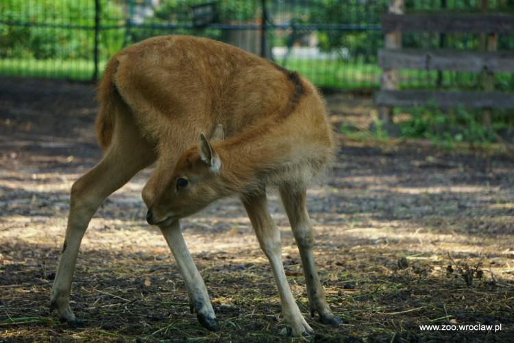 fot. ZOO Wrocław