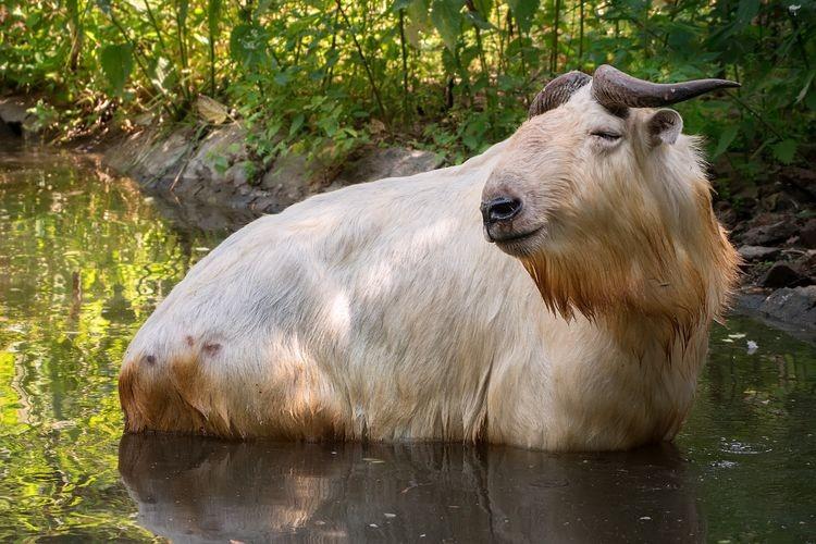 fot. Materiały zoo
