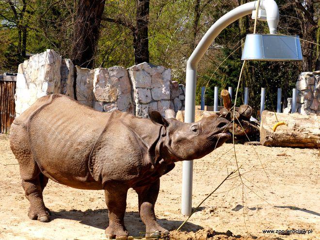 mat. ZOO Wrocław