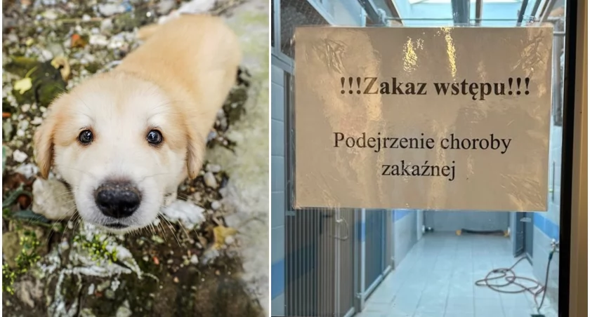 Psi tyfus we Wrocławiu. Szczenięta walczą z niebezpiecznym wirusem / Fot. TOZ Schronisko dla Bezdomnych Zwierząt we Wrocławiu/pixabay