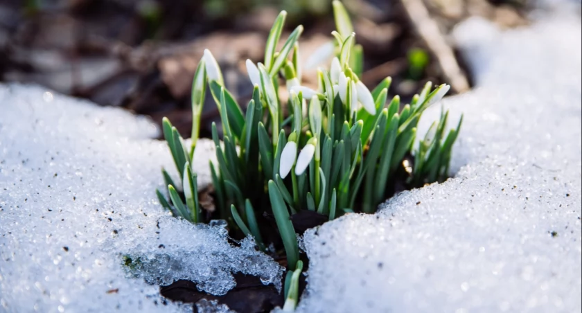 Czeka nas krótki powrót zimy. We Wrocławiu może spaść deszcz ze śniegiem / fot. Adobe Stock
