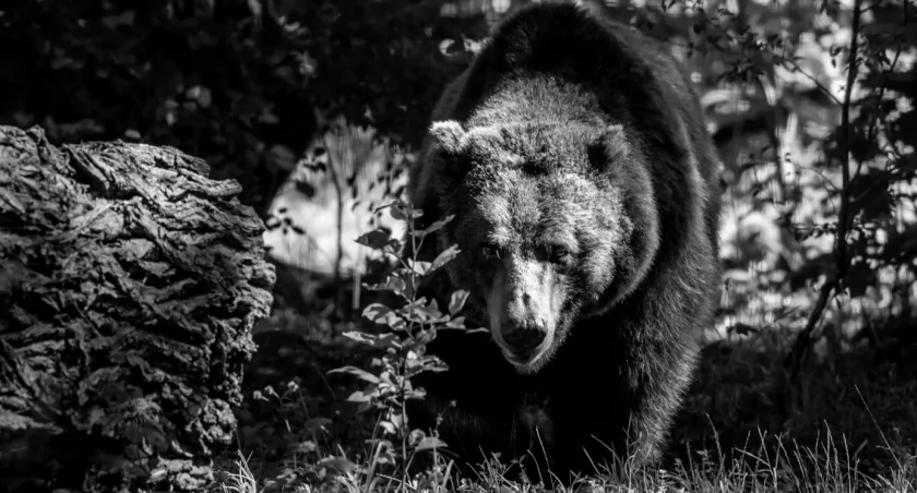 Niedźwiedzica Myszka / fot. ZOO Wrocław