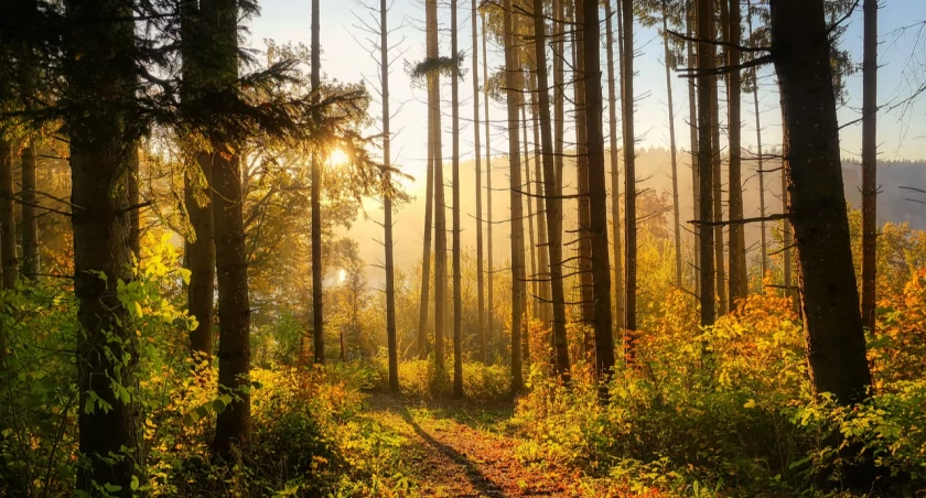 Zdjęcie ilustracyjne / fot. Pixabay