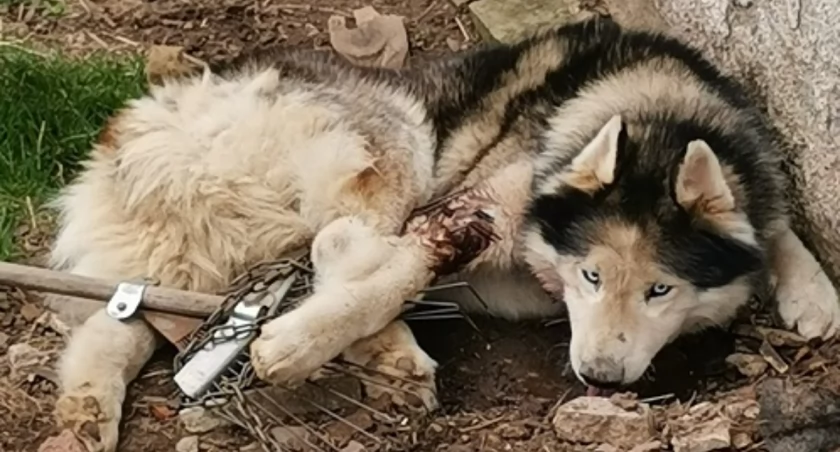 Zwierzę było przywiązane łańcuchem do budy. Jego pan wyjechał / fot. policja