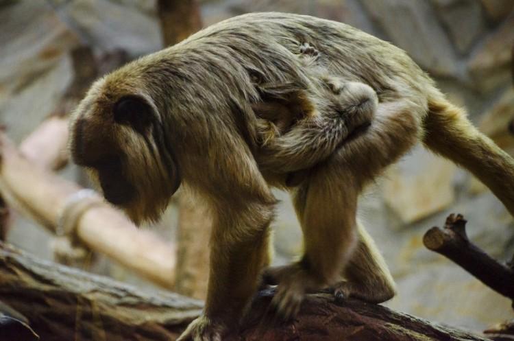 fot. ZOO Wrocław