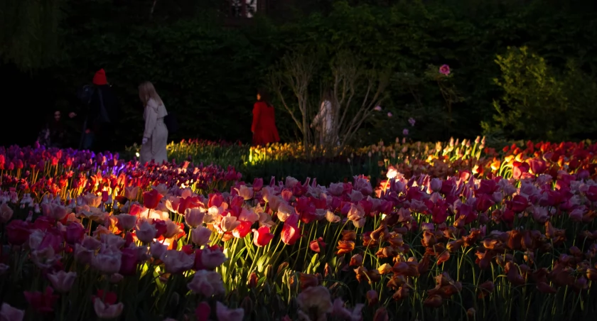 Tulipanowe iluminacje w Ogrodzie Botanicznym / fot. Jakub Bieniek
