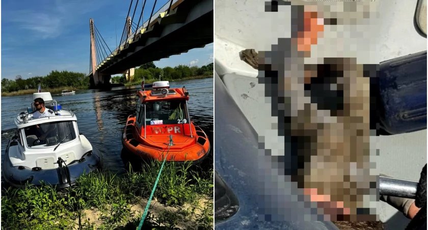 Szybko okazało się, że z nurtem rzeki nie płyną zwłoki, a... dziecięca lalka / fot. Dolnośląskie WOPR 