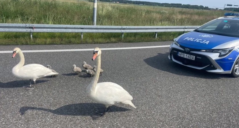 fot. Policja Dolnośląska 