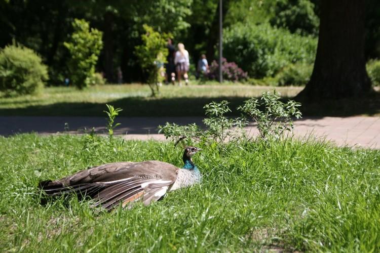 fot. Mini Zoo Lubin