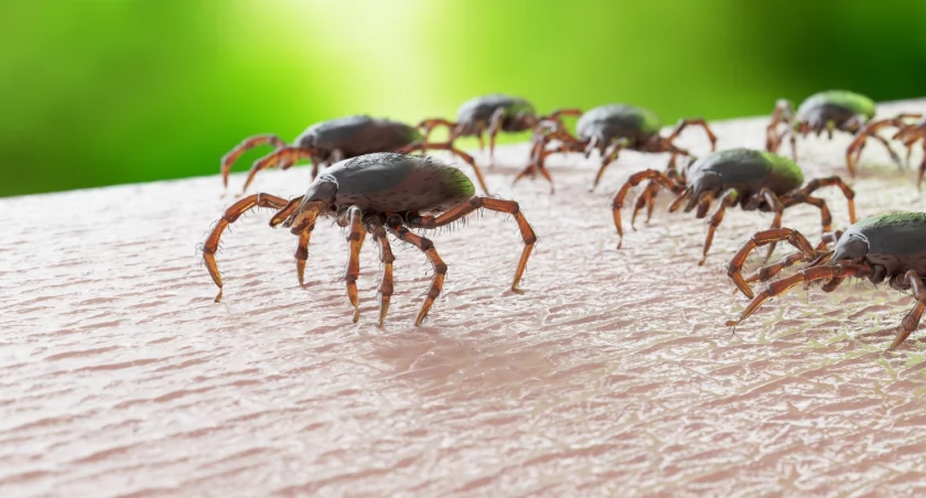 Mamy coraz więcej kleszczy i coraz więcej chorych na boreliozę / fot. Adobe Stock