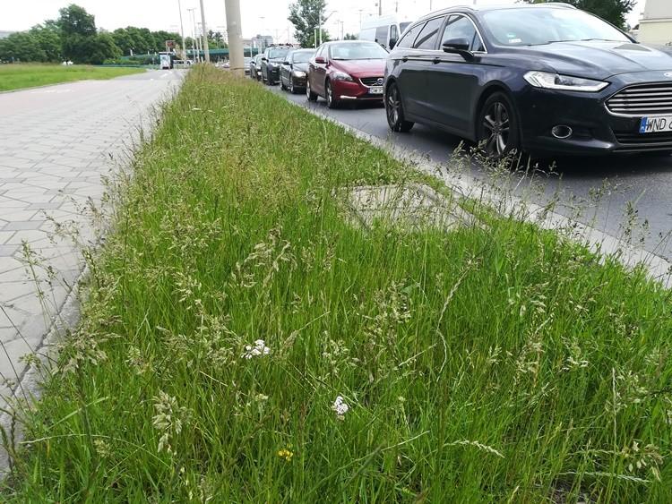 fot. Zarząd Zieleni Miejskiej