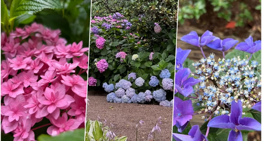 fot. Ania Wierzchowska/Ogród Botaniczny UWr 
