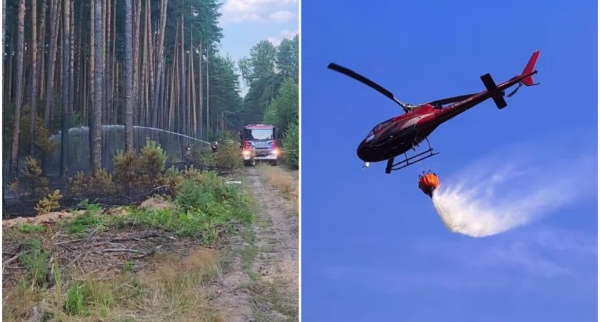 Pożar lasu pod Twardogórą / fot. KPPSP Oleśnica