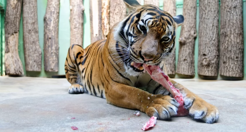 Tygrysy z zoo we Wrocławiu jedzą tylko mięso na specjalne zamówienie / fot. shuttestock / zdjęcie ilustracyjne