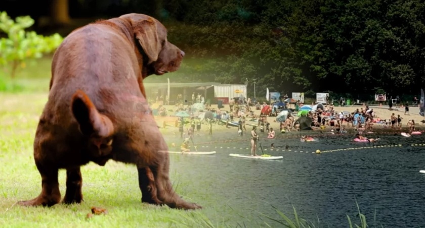 Czy właściciel powinien sprzątać po swoim psie, gdy zapłaci za jego wstęp na plażę? / zdjęcie ilustracyjne / shutterstock / Kopalnia Wrocław