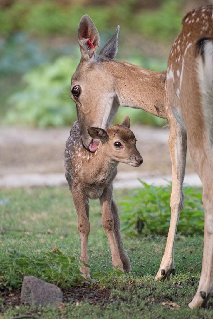 fot. mat. ZOO Wrocław