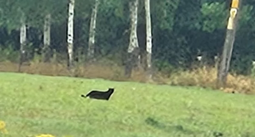Zdjęcie pumy opublikowała gmina Mysłakowice / fot. Facebook / Gmina Mysłakowice