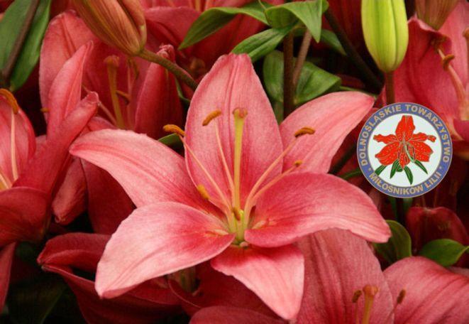 lilienaszehobby.pl