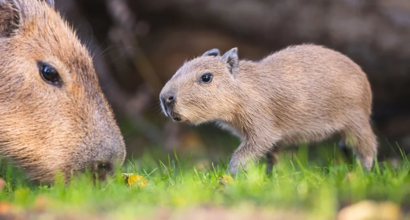 Młode kapibary są najaktywniejsze około południa / fot. ZOO Wrocław