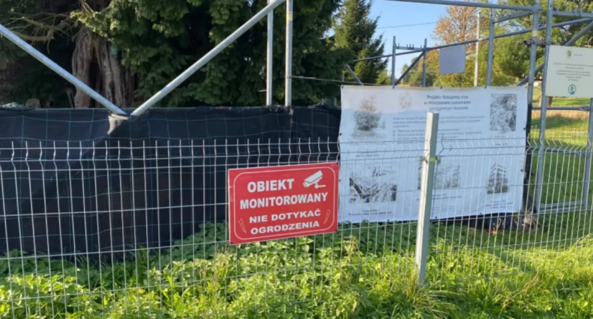 Monitorowany i odgrodzony. Tak dziś wygląda najstarsze drzewo w Polsce