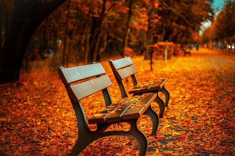 fot. pixabay