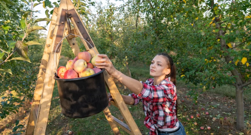 Zbierając jabłka samodzielnie zapłacimy za nie od 2 do 3,5 zł za kilogram. To znacznie mniej niż w warzywniaku / fot. Deposit Photos