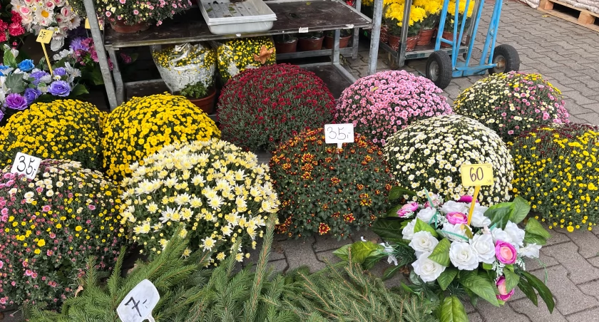 Chryzantemy przed Wszystkimi Świętymi. Bezpośrednio od plantatora można kupić je nawet dwa razy taniej niż na cmentarzu. Fot. Klaudia Sabok 