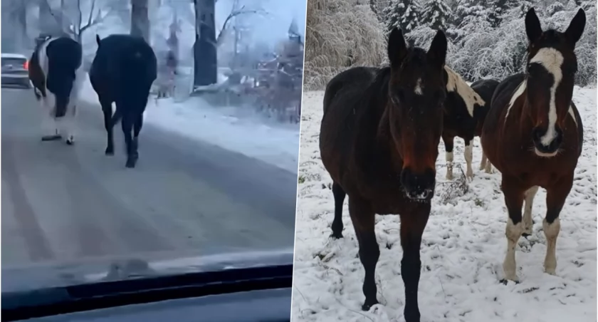 fot. Policja Ząbkowice Śl. 