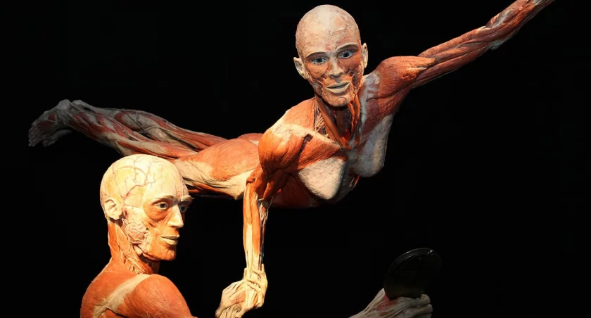 BODY WORLDS