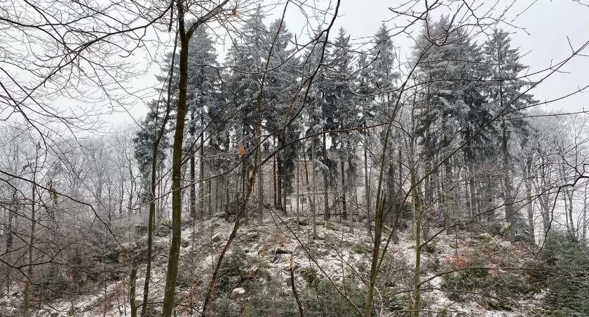Zamek Leśna Skała w Szczytnej | fot. Justyna Orlik