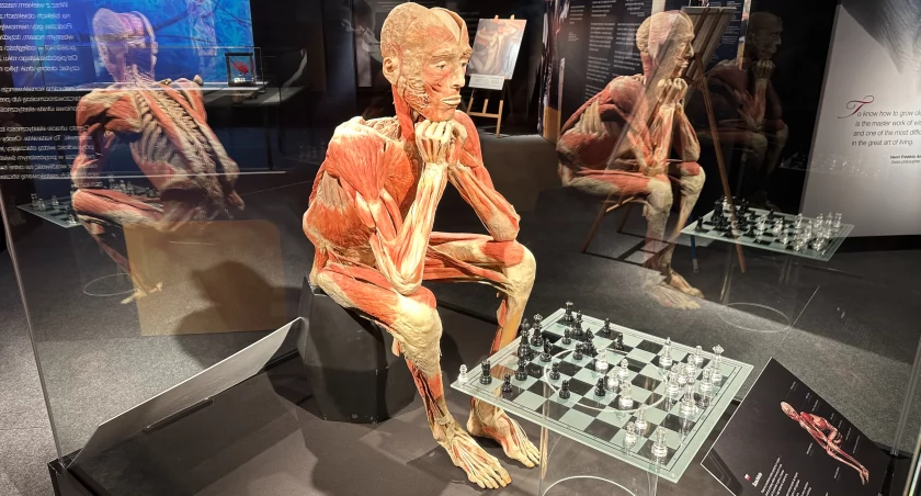 Wystawa Body Worlds: The Cycle of Life  staruje 10 stycznia 2026 / fot. Jakub Jurek