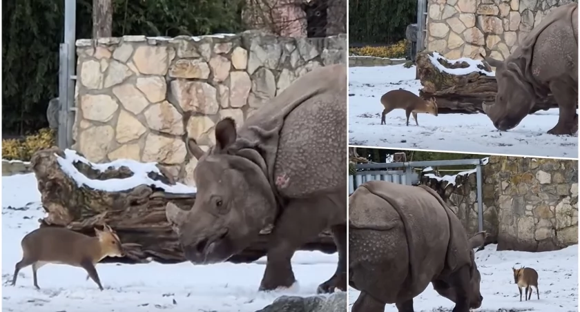 fot. ZOO Wrocław/kadr z nagrania 