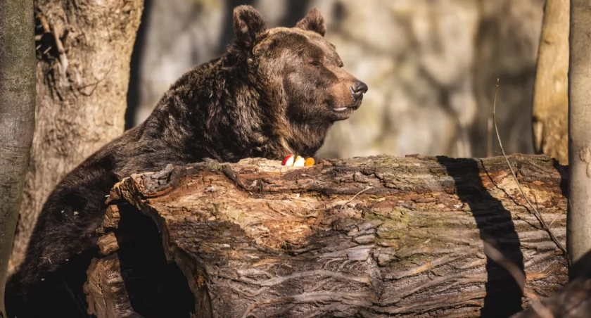 Niedźwiedzica Kora budzi się z zimowego snu – ZOO Wrocław szykuje wyjątkowy weekend fot. ZOO Wrocław