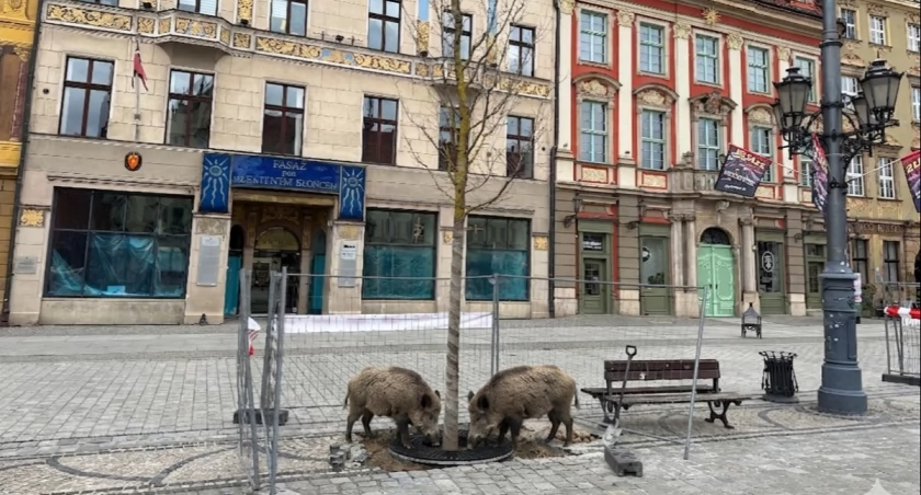 Dwa dziki pojawiły się w centrum Wrocławia przed 8 rano / fot. Jakub Jurek