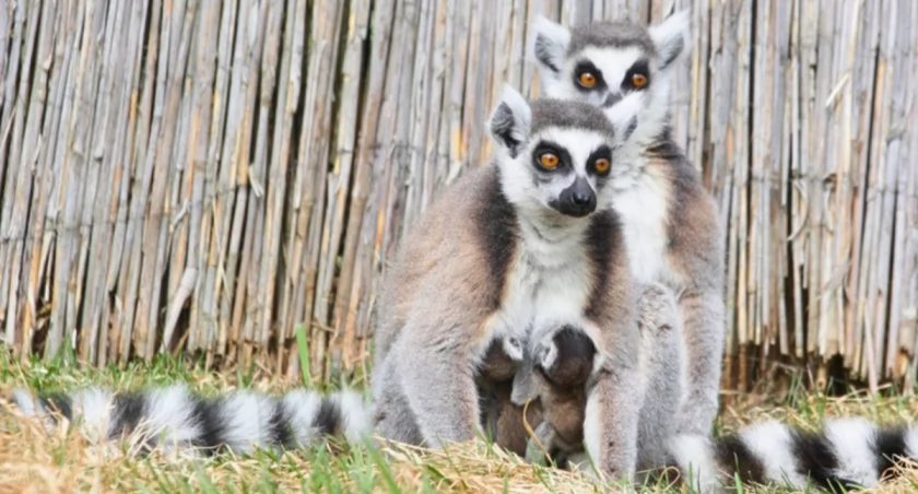 fot. Zoo Łączna