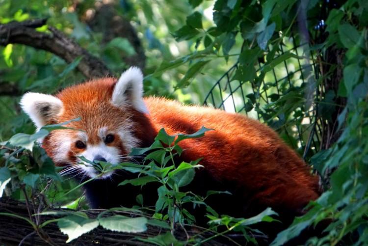 fot. ZOO Wrocław