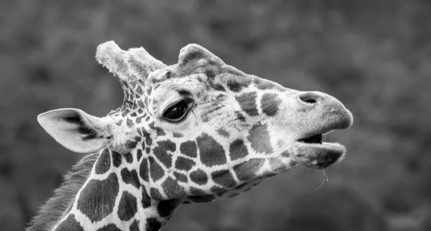 Rafiki w czerwcu obchodziłby 19. urodziny / fot. ZOO Wrocław