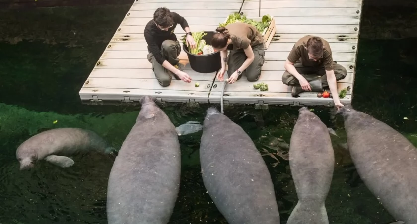Ile jedzą zwierzęta w zoo i jak dużo to kosztuje? / fot. ZOO Wrocław