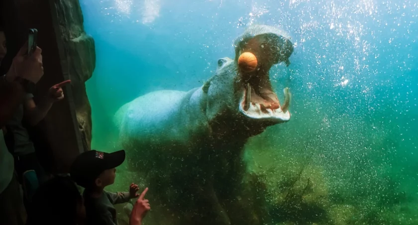 Zoo to nie cyrk, ale zwierzęta robią tu sztuczki. Po co? / fot. ZOO Wrocław