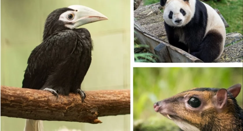 Dzioborożce palawańskie w ZOO Wrocław / fot. ZOO Wrocław