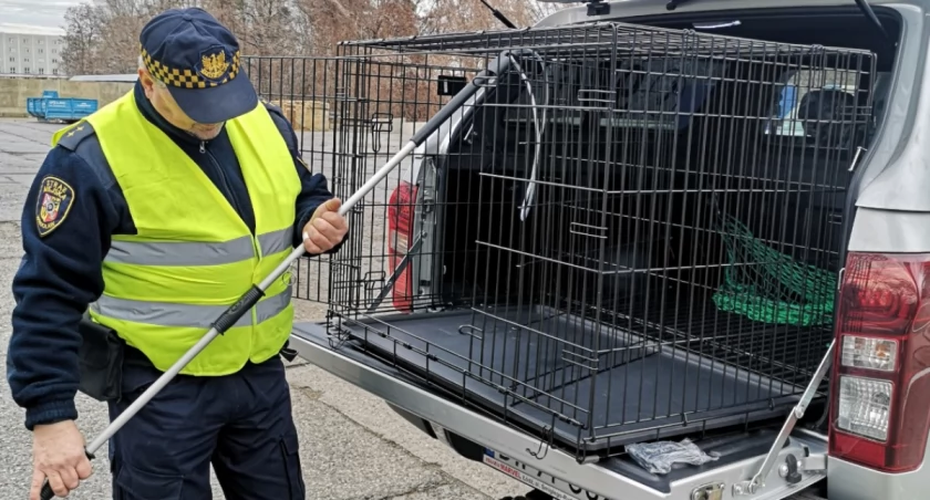 Animal patrol / fot. wrocławska straż miejska 