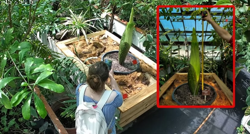 fot. Zygmunt Kącki/Ogród Botaniczny 