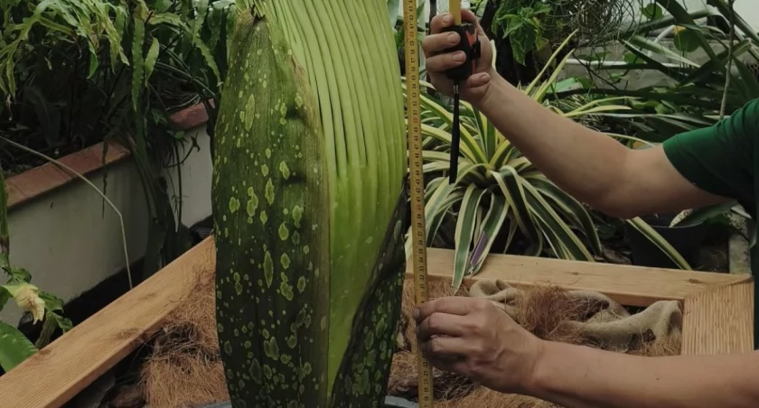 Tak wygląda dziwidło, które lada moment zakwitnie / fot. Ogród Botaniczny