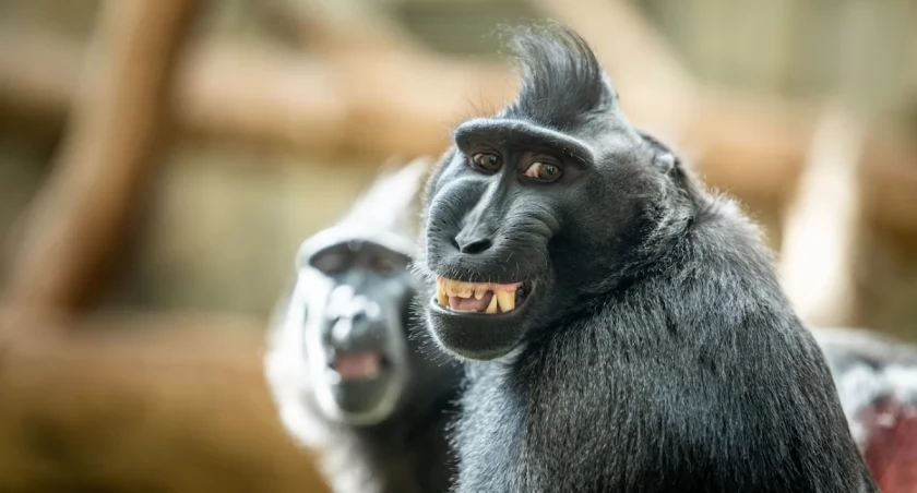 fot. ZOO Wrocław
