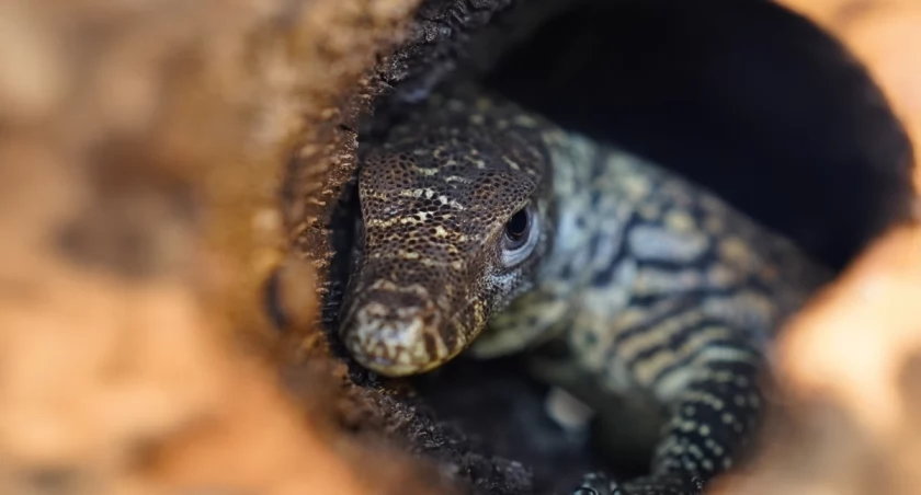 Waran z Komodo przyszedł na świat we wrocławskim zoo / fot. ZOO Wrocław